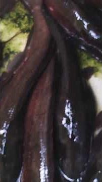 🔥 Massive Female Catfish Broodstock | Fully Mature & Loaded with Eggs 🐟 #shorts