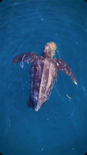 The Turtleman Foundation | This is a beautiful sight, here it is a Leatherback sea turtle eating a jellyfish! Did you know? 🌊🐢 The leatherback sea turtle... | Instagram
