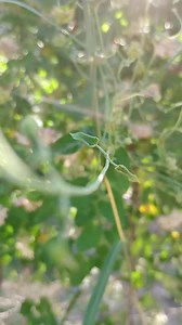 10 Climbing Milkweed Vine Seeds- Funastrum Cynanchoides - Etsy