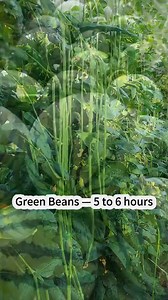 3.5K views · 25 reactions | Grow a lemon tree #plants #garden #lemon #lemontree #gardeningtips | Gardeningideas | Facebook