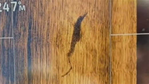 Fisherman spots suspected croc on boat sounder