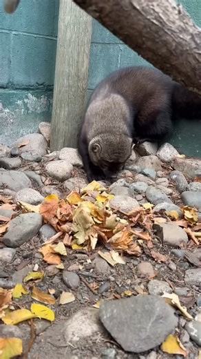 65 reactions | It’s #FisherFriday! Buck, our fisher, is showing off...