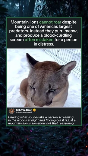 The Big Cat That Purrs Instead of Roaring