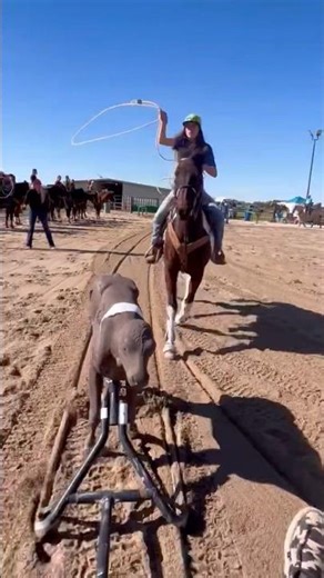 Dummy practice! #breakawayroping #roping #horsebackriding #viral