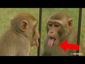 Can monkeys recognize themselves in mirrors? The Surprising Truth!