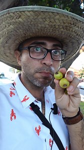 Conocido como Arrayán, Choba, Cimarrona, Guayaba, Guayaba cimarrón, Guayabilla, Guayabillo, Guayabo, Guayabo agrio, Guayabo cimarrón, Guayabo sabanero, Güísaro. En este video, exploramos todo sobre el guayabillo (𝑷𝒔𝒊𝒅𝒊𝒖𝒎 𝒈𝒖𝒊𝒏𝒆𝒆𝒏𝒔𝒆), desde su hábitat natural hasta su morfología y sabor. Aprende cómo identificar esta joya de la naturaleza y descubre a qué sabe comparado con otras frutas. Sinonimias botánicas: Psidium molle, Psidium araca, Psidium costaricense, Psidium schiedeanum, 