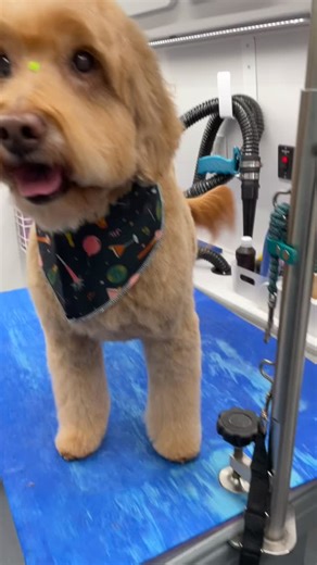 Bringing in the New Year’s fresh and clean 🧼 celebrating with her beautiful New Year’s Eve bandann🥳🙌❤️💯✂️ | Super Scissors