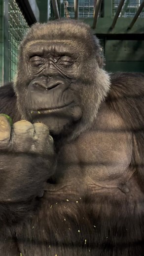 Crunch! #gorilla #animals #animalsoftiktok #animalvideo #wildlife #zookeeper #conservation #asmr #dinner #eating