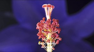 [#JeuConcours] A l’occasion du cycle Science et nature sur Ushuaïa TV , tentez de remporter 2 pass annuels (1 adulte/1 enfant) pour le Muséum national d'Histoire naturelle . Pour participer : ✅Sur quel canal retrouver Ushuaia TV ? (indice vidéo) ✅Partagez TAS : 30/10 | Orange TV