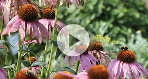 Do plants produce nectar every day? - Morgridge Institute for Research
