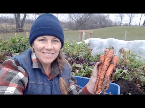 How We Store Carrots All Winter Long...Then & Now! (Root Cellar & Storage Tips Without)