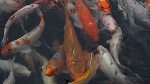 Pez Koi Japón - Free video on Pixabay