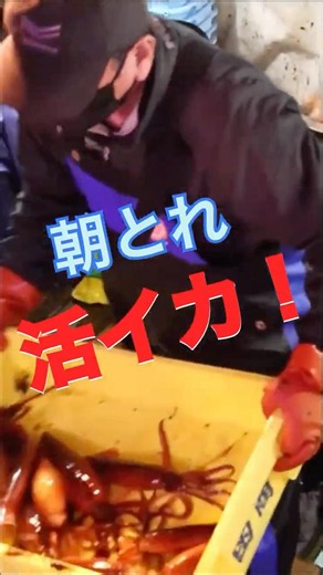 活イカの水揚げをする函館の漁師さん！
