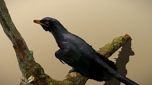 Microraptor gui - 3D model by Wobbly Works (@WobblyG)