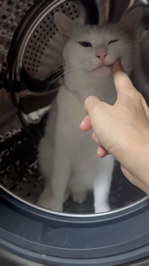 Kitty found a new home