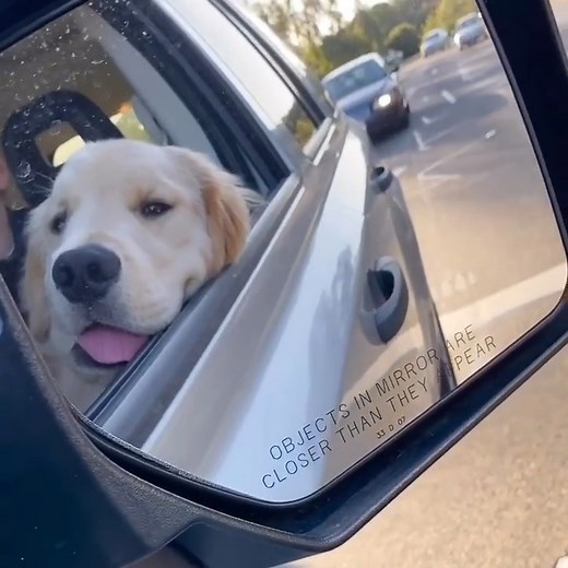 Objects in mirror are cuter than they appear , , ,#goldenretriever #dogsofinstagram #goldenretrieversofinstagram #dog #puppy #dogs #goldenretrieverpuppy #goldenretrievers #golden #puppylove #puppiesofinstagram #goldensofinstagram #doglover #dogoftheday #doglovers #goldenpuppy #retriever #doglife #goldenretrieverlove #dogstagram #instadog #goldens #puppies #goldenretrieverlovers #labrador #love #pet #cute #retrievers #pets | Golden Retriever