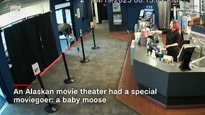 In Kenai, Alaska, a moose wandered into the local theater to chow down on some popcorn. | CNN International