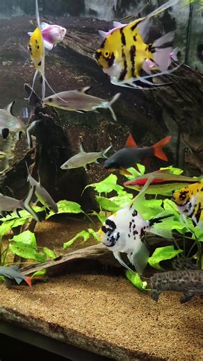 Exploring Big Fish in a Giant Aquarium