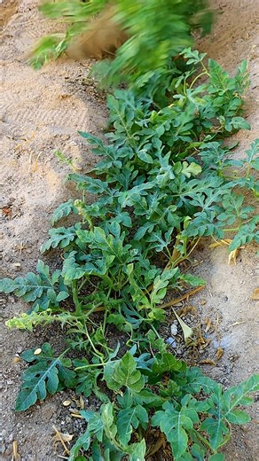 What's inside this watermelon? | Agriculture 24