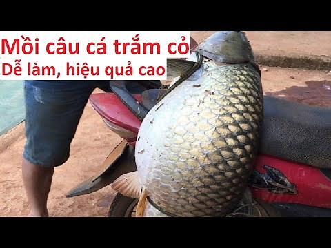 Fragrant bait for grass carp fishing is EASY to make but VERY EFFECTIVE