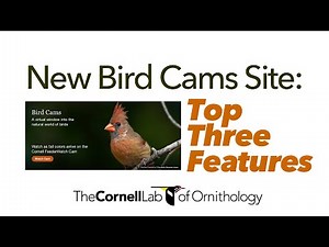 New Bird Cams Website: Top Three Features