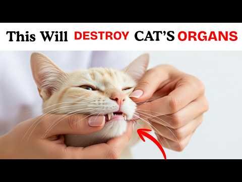 Vets Warning: Small Daily Mistakes Can Harm Your Cat’s Vital Organs