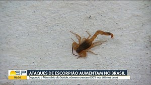 Governo federal libera apenas 15% das doses contra veneno de escorpião para SP