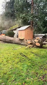 289K views · 869 reactions | #treeremoval #usa #fbreels #chainsaw #stihl | Alex Hels | Facebook
