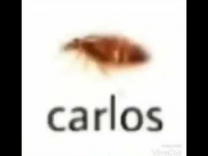 Carlos cockroach. Meme. Cursed.