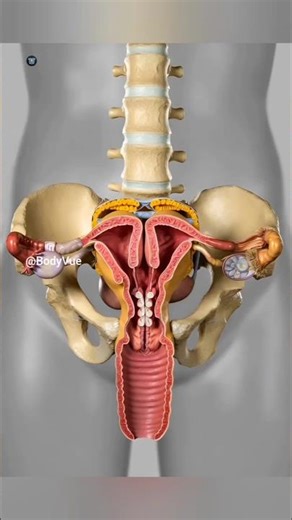 Uterus Didelphys (Double Uterus): 3D Medical Animation #anatomy #animation #shortvideo