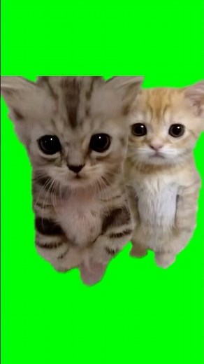Cats Hugging AI Video meme - Green Screen