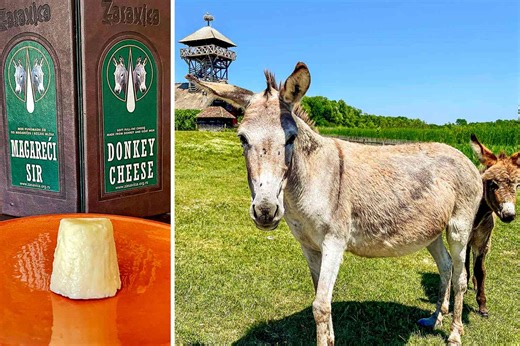 One of the World's Most Expensive Cheeses Comes from Rescued Donkeys