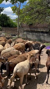 Pelibuey en El Salvador, Atiquizaya. Los encontras en Agroince #pelibueyes🐐 #elsalvador #Atiquizaya #ganado | Graciela Mendoza