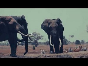 The Elephant's Last Parade