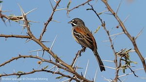 4.6K views · 74 reactions | Did you know there are over 190 species of Sparrow? 類 But watch out! Names can be deceiving...can you spot the imposter?  Let's celebrate the diversity and joy of this small but mighty bird family  #WorldSparrowDay | BirdLife International | Facebook