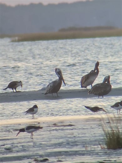 Brown Pelican #brownpelican #Pelican #bird #birding #digiscoping | bird videos