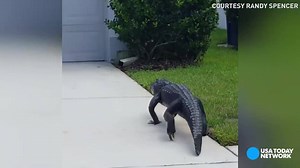 Watch this alligator slowly roam in between houses and through lawns in a Land o' Lakes, Florida neighborhood. | Springfield News-Leader
