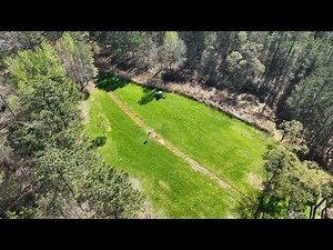 Alabama Switch Grass For Deer and Turkey - The Management Advantage