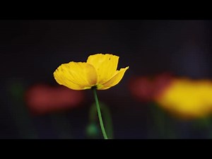 Springs Embrace Motion Background 3 | Visual Church