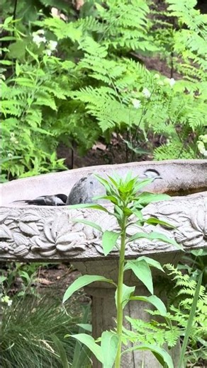 Chickadees gathering at the dried bath