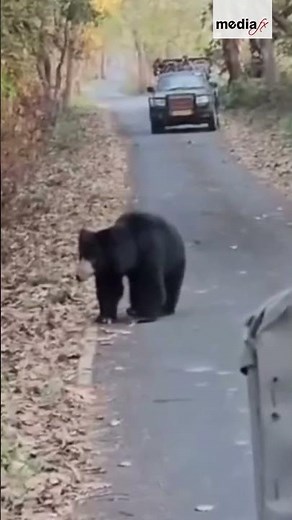 Sloth Bear Charges at Tigress 😳 Rare Wildlife Clash | ‪@MediaFxOfficial‬
