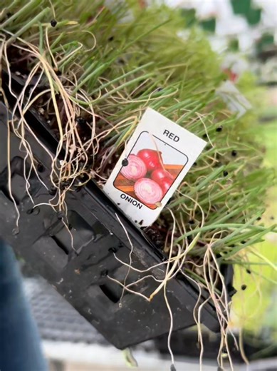 Exciting Week at Honeymoon: Gardening Projects & Opportunities