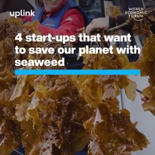 Seaweed solutions 🌿 For more innovations helping to protect our ocean, visit UpLink: https://wef.ch/3W8SmH0 UpLink - World Economic Forum Cascadia Seaweed Australian Seaweed Institute Sea6 Energy #SDG14 | World Economic Forum