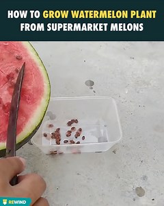 5.5K views · 22 reactions | How to grow Watermelon plant from supermarket melons | Quotes | Facebook