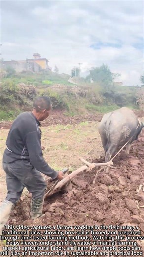 Traditional Plow 🚜 Farming The Old Way
