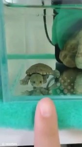 I need this mini turtle in my life 😍😍🐢 | VT