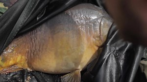 15K views · 502 reactions | ## RIVER SERIES #4 ## Retour sur une petite pêche en streetfishing pour les frangins le week-end dernier? | Team Korda France | Facebook