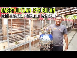 THIS YOUNG MAN SUCCESSFULLY BREEDS BANGKOK DOVE WITH A TURNOVER OF MILLIONS PER MONTH, A PROFITAB...