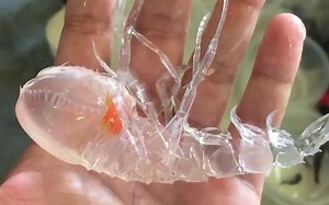 【海洋生物】这只半透明的“虾怪”是来自端足目的甲壳动物