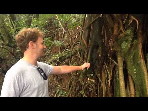 Tropical Rainforest Adaptations